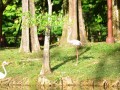 Tn DSC 1732